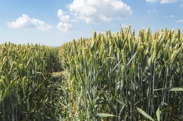 Пшеничне Поле Хороший Літній День Аграрна Концепція — стокове фото