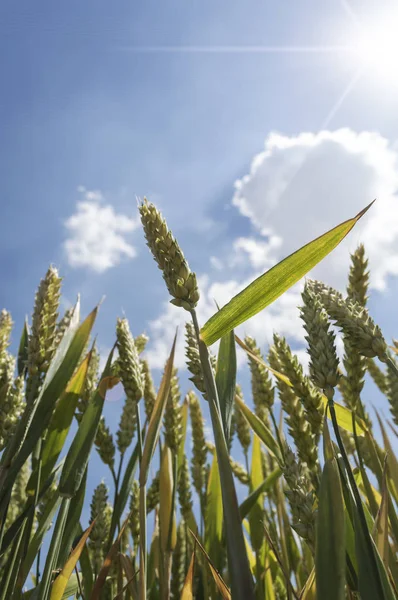 Пшеничное Поле Хороший Летний День Сельскохозяйственная Концепция — стоковое фото