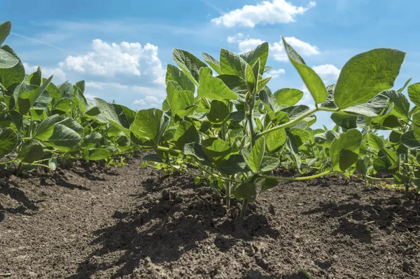 从青蛙角度看栽培农业领域的大豆植物 — 图库照片