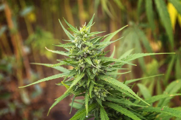 种植大麻 开花大麻植物作为一种合法的药用药物 准备丰收 选择性聚焦 — 图库照片