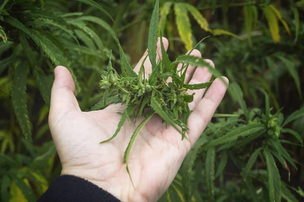 Cannabis Planta Botão Mão Perto Farmer Exame Maconha Cannabis Sativa — Fotografia de Stock