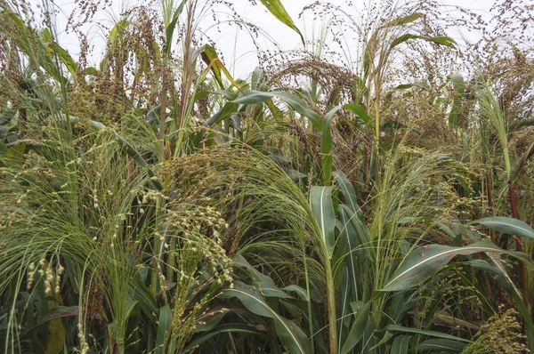 Zbliżenie Pola Uprawne Sorgo Gotowe Zbiorów — Zdjęcie stockowe