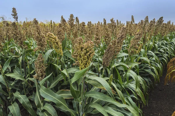 Close Van Gekweekte Sorghum Veld Klaar Oogsten Stockfoto