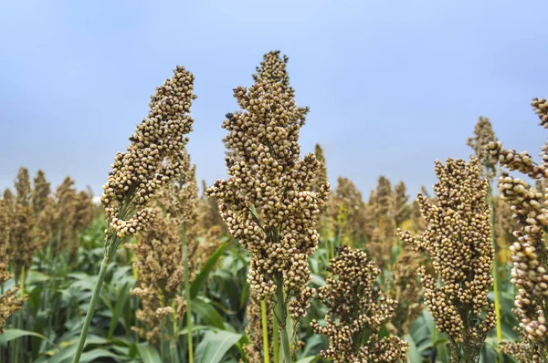 Close Van Gekweekte Sorghum Veld Klaar Oogsten Rechtenvrije Stockafbeeldingen