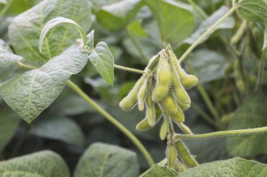 Organik Tarım soya ekimi. Çiftliğinde büyüyen genç yeşil soya fasulyesi bitkileri. Selecive odak