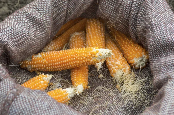 Costelas Milho Colhidas Saco Serapilheira Foco Seletivo — Fotografia de Stock