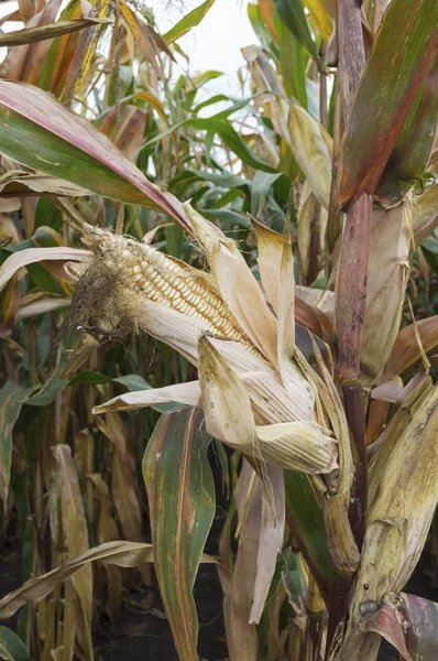 Maíz Maduro Campo Maíz Agrícola Cultivado Listo Para Cosechar — Foto de Stock