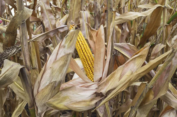 Maíz Maduro Campo Maíz Agrícola Cultivado Listo Para Cosechar — Foto de Stock