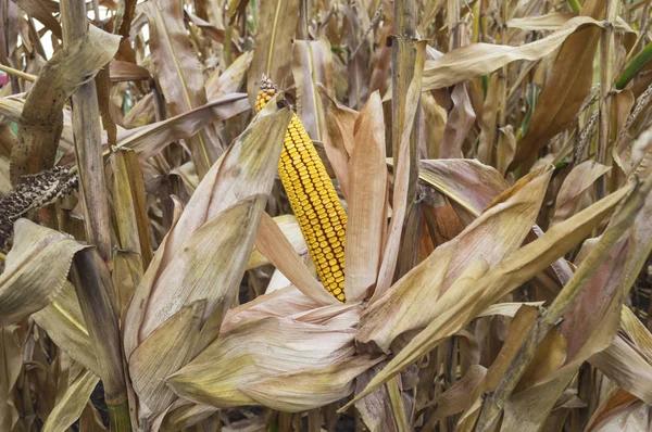 Rijp Mais Oor Geteelde Agrarische Maïsveld Klaar Voor Oogst Plukken Stockfoto