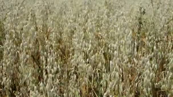 Campo Avena Dorada Verano — Vídeos de Stock