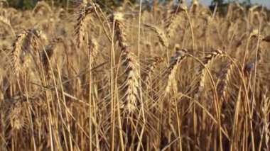 Altın buğday alan hasat için hazır.