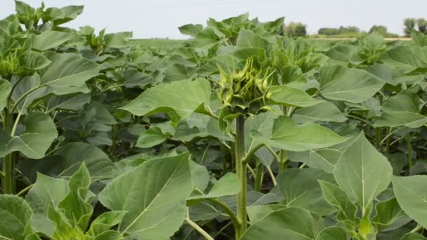 Campo Girasoles Jóvenes Día Primavera — Vídeos de Stock