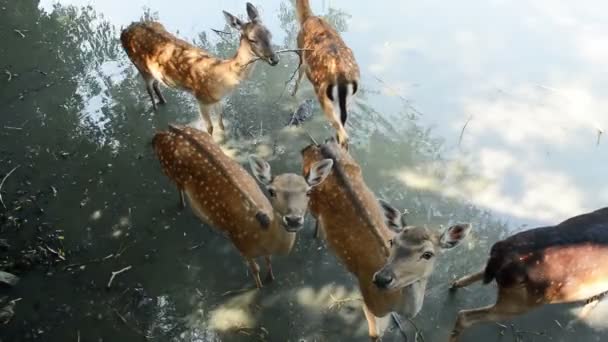 水中的幼鹿群 — 图库视频影像