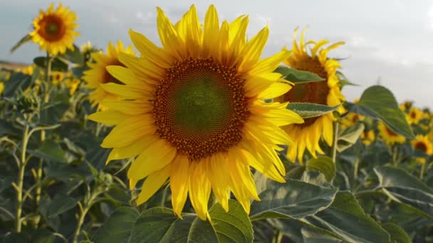 Sonnenblumen Voller Blüte Tanzen Wind Landwirtschaftliche Produktion — Stockvideo