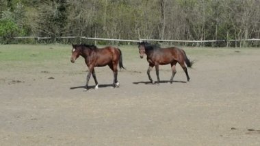 Genç at çiftliği çiftlikte hayvanlar bahar mera üzerinde otlatmak..