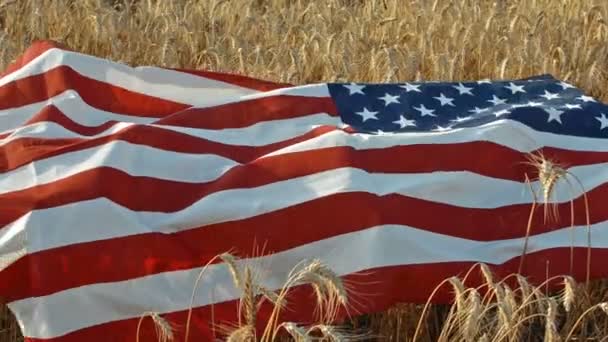 Amerikanische Flagge Weht Auf Weizenfeld — Stockvideo