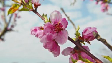 Şeftali ağacı çiçekleri, bahar.