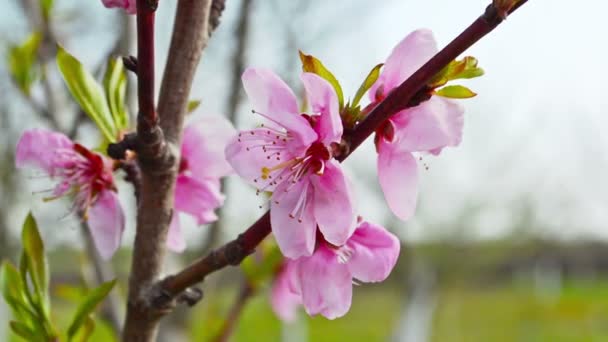 Fleurs Pêcher Printemps — Video