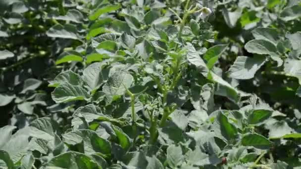 Agricultor Que Controla Crecimiento Plantas Patata Huerta — Vídeo de stock