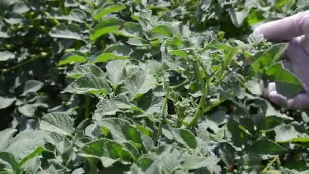 Αγρότης Που Ελέγχει Την Ανάπτυξη Των Φυτών Της Πατάτας Στο — Αρχείο Βίντεο