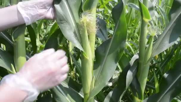 Фермер Контролює Рослини Кукурудзи Полі Аграрна Концепція — стокове відео