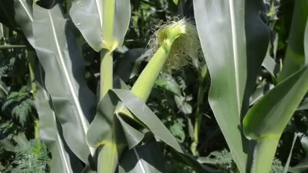 Mazorca Maíz Campo Concepto Agrícola — Vídeo de stock