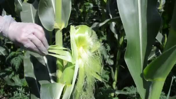 Agricultor Que Controla Las Plantas Maíz Campo Concepto Agrícola — Vídeos de Stock