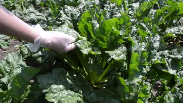 Agricultor Que Verifica Qualidade Das Beterrabas Açucareiras Conceito Agrícola — Vídeo de Stock