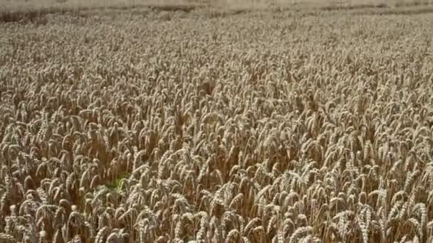 Yazın Altın Buğday Tarlası — Stok video