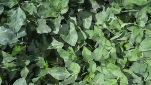 Soybean Crops Field Agricultural Concept — Stock Video