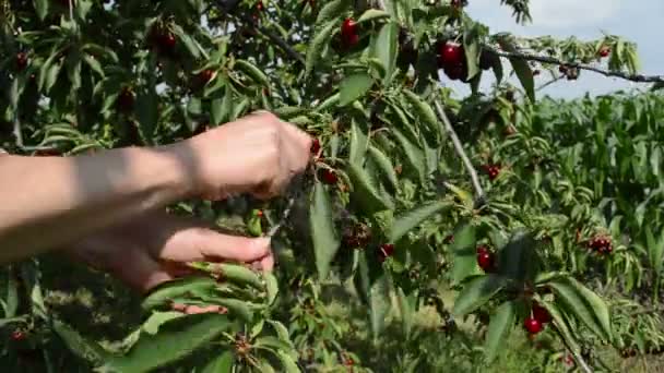 Mano Recogiendo Una Cereza Del Árbol — Vídeo de stock