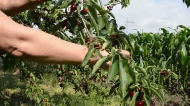 Çiftçi teftiş yapan kiraz meyve bahçesinde verim