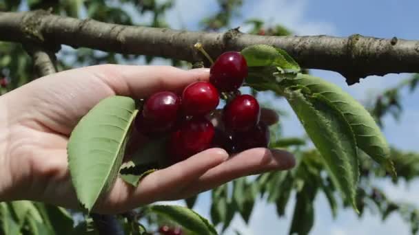 Agricultor Inspeccionando Rendimiento Cerezas Huerto — Vídeo de stock