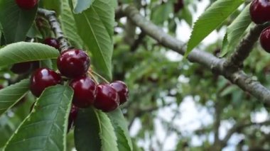 Kiraz dal üzerinde Kapat