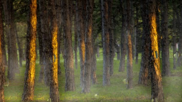 Gocce Pioggia Sullo Specchio Pioggia Nella Foresta — Video Stock