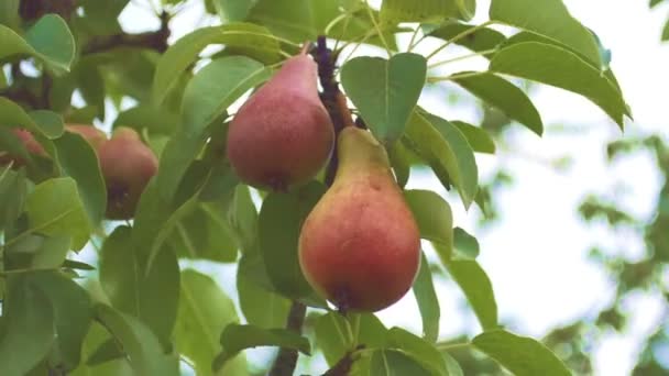 美味小梨挂在树上 — 图库视频影像