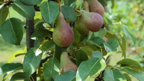 Tasty Young Pears Hanging Tree — Stock Video