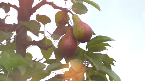 Sabrosas Peras Jóvenes Colgando Árbol — Vídeos de Stock