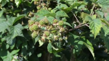 Olgunlaşmamış ahududu meyve.