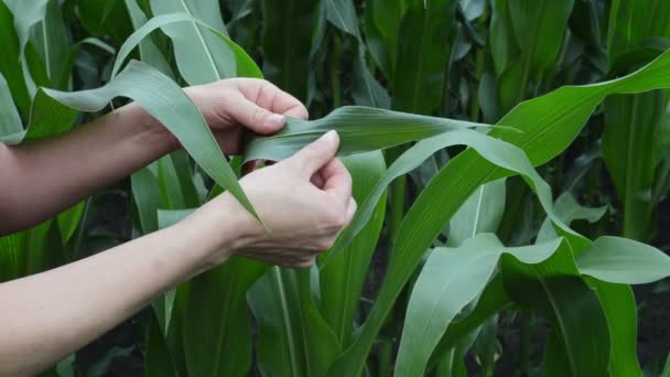 Examen Des Jeunes Feuilles Maïs Sur Champ — Video