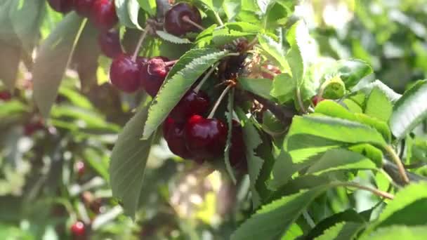 Dolce Ciliegia Albero Nel Frutteto — Video Stock