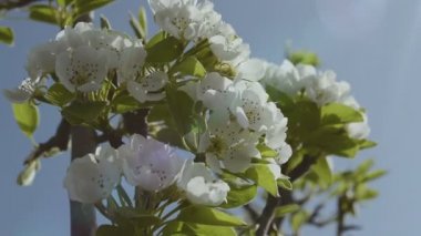 Rüzgarda armut ağacının dalını çiçekli