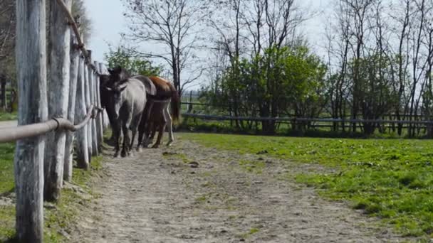 Domestic Horses Farm — Stock Video