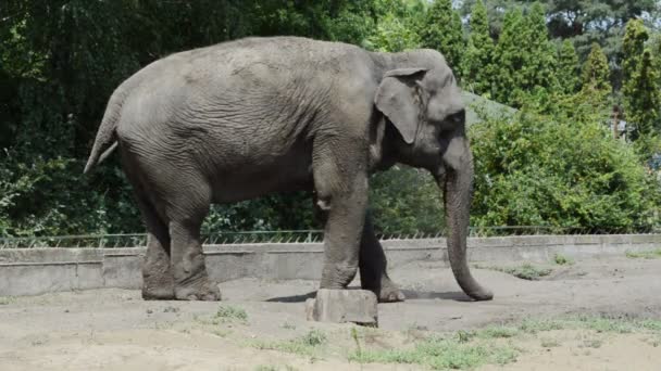 Éléphant géant se donne un bain de poussière .