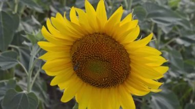 Ayçiçeği tam Bloom rüzgarda dans.