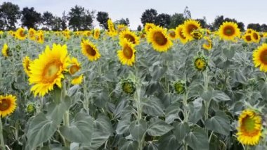 Ayçiçeği tam Bloom rüzgarda dans.