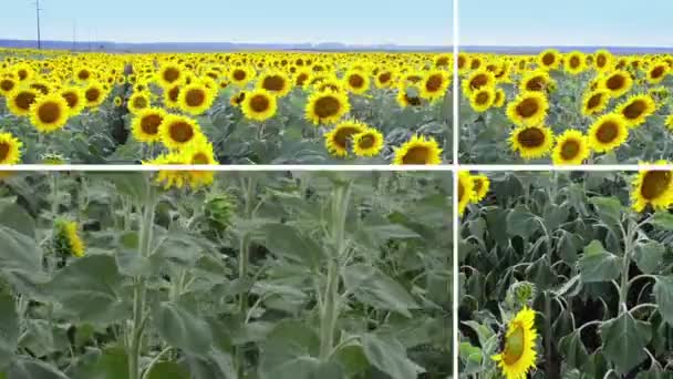 Tournesols en pleine floraison dansant au vent .