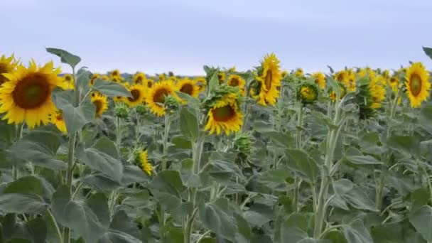 Girasoles Plena Floración Bailando Viento — Vídeo de stock