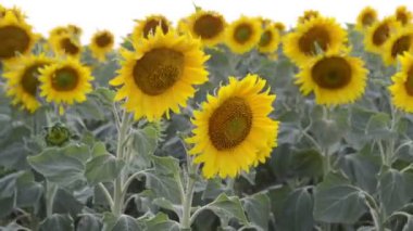 Ayçiçeği tam Bloom rüzgarda dans.