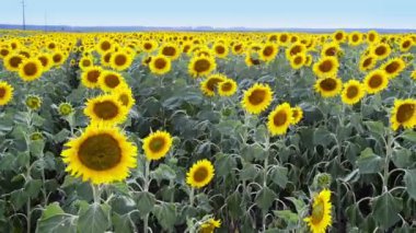Ayçiçeği tam Bloom rüzgarda dans.